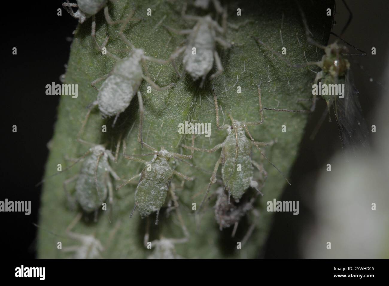 Lupine Aphid (Macrosiphum albifrons) Foto Stock