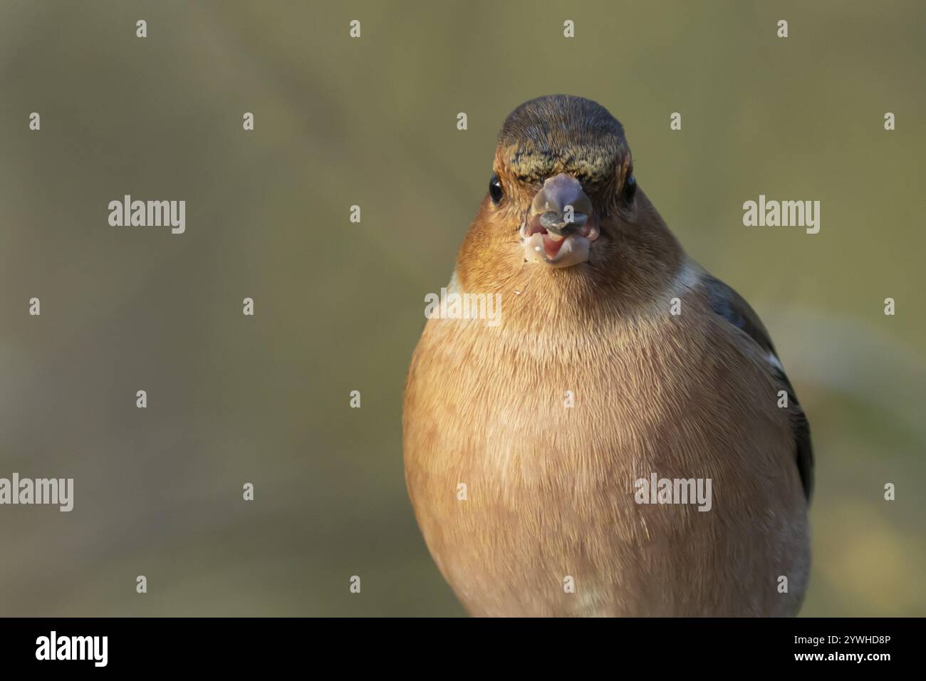 Zaffinch eurasiatico (Fringilla coelebs) maschio adulto che si nutre di un seme di girasole, Inghilterra, Regno Unito, Europa Foto Stock