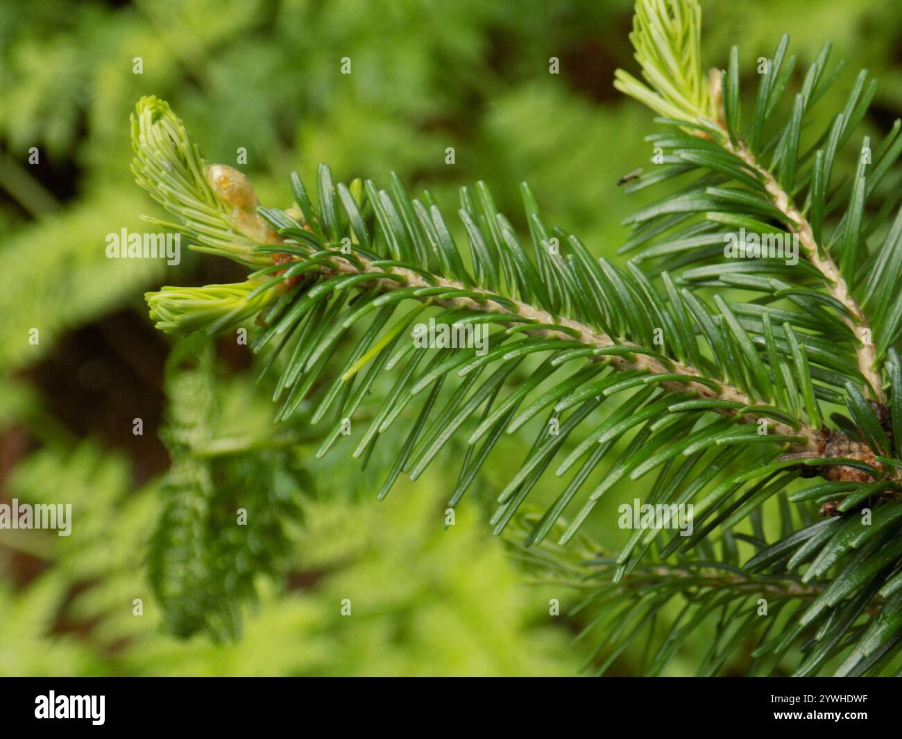 Abete siberiano (Abies sibirica) Foto Stock