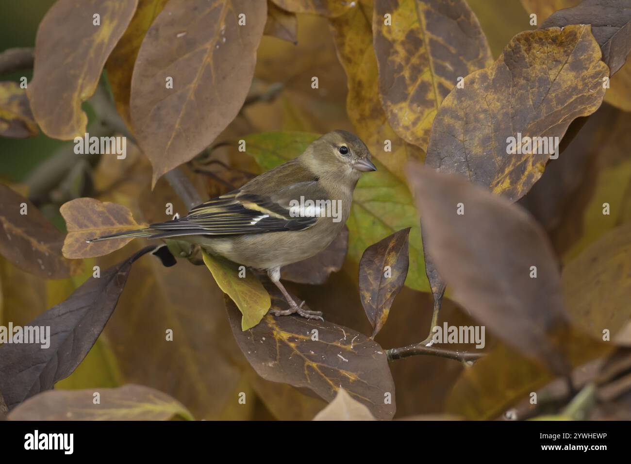 Zaffinch eurasiatico (Fringilla coelebs) uccello femmina adulto in un albero di Magnolia da giardino con foglie autunnali, Inghilterra, Regno Unito, Europa Foto Stock