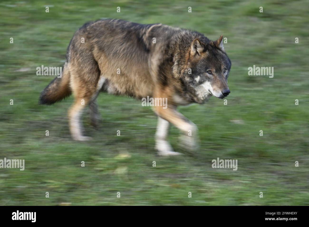 Lupo grigio europeo (Canis lupus lupus), che corre in un prato, prigioniero, Svizzera, Europa Foto Stock