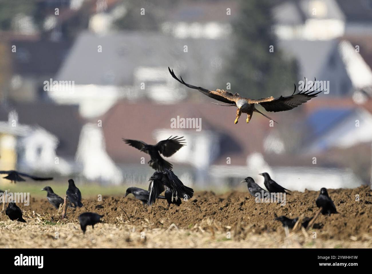 Aquiloni rossi (Milvus milvus) e corvi (Corvus corone) che si forgiano in un campo appena arato, Canton Argovia, Svizzera, Europa Foto Stock