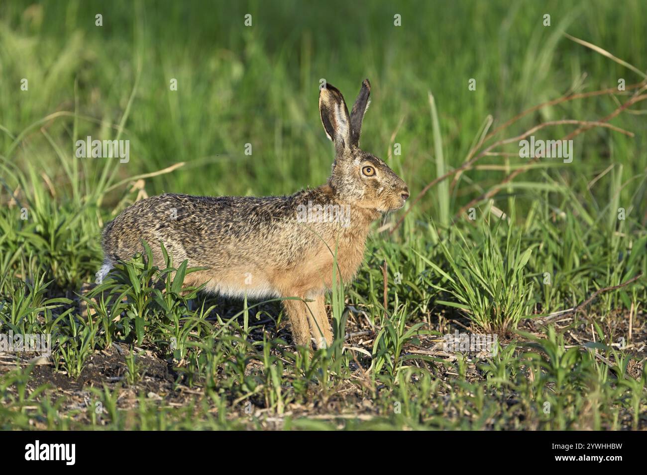 Lepre europea (Lepus europaeus), situata nel prato, nel Parco Nazionale del Lago Neusiedl, a Seewinkel, Burgenland, Austria, Europa Foto Stock