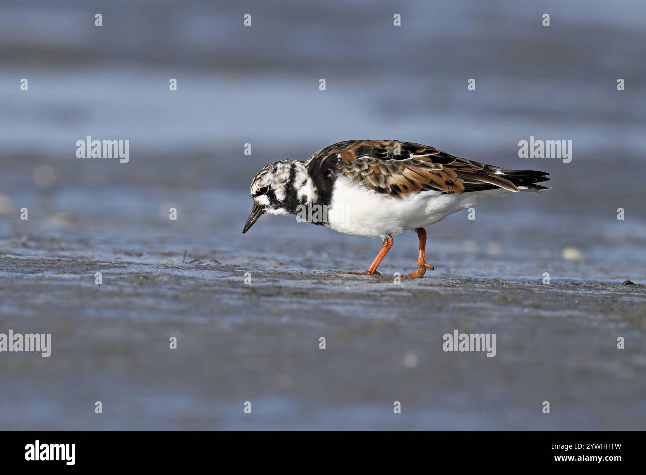 Turnstone (Arenaria interpres), foraggio nelle distese fangose durante la bassa marea, Texel, Olanda settentrionale, Paesi Bassi Foto Stock