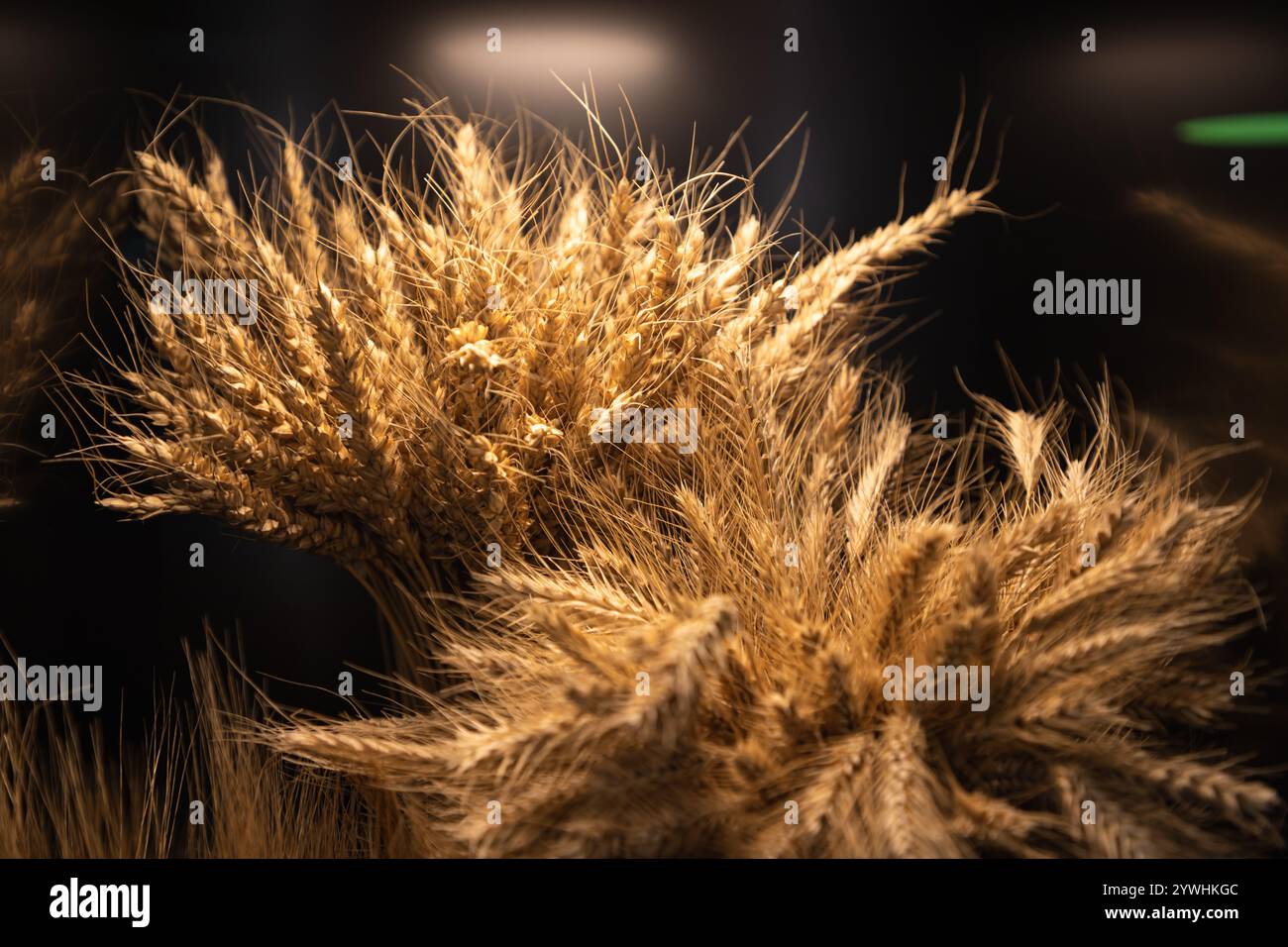Un mucchio di grani con una buona illuminazione Foto Stock