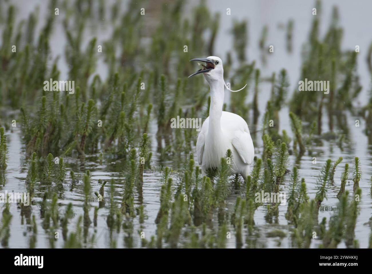 Piccola egretta (Egretta garzetta) uccello adulto che mangia un pesce in una laguna poco profonda, Suffolk, Inghilterra, Regno Unito, Europa Foto Stock