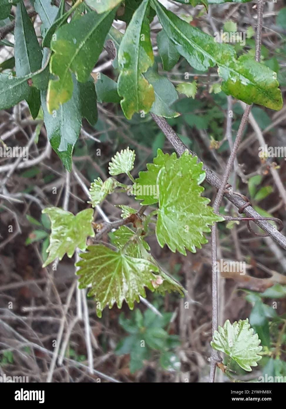 Muscadina (Vitis rotundifolia) Foto Stock