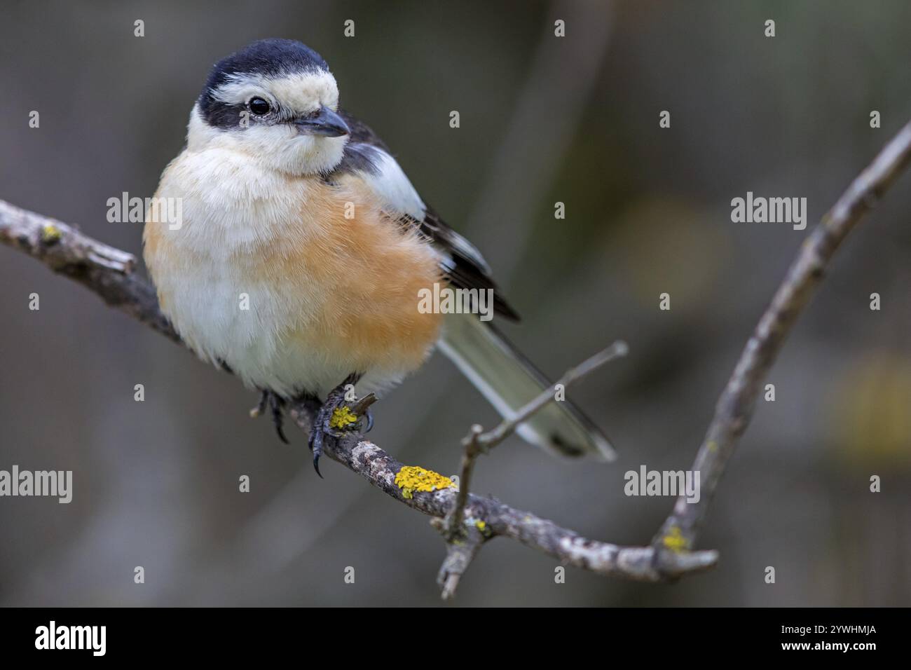 shrike mascherato (Lanius nubicu), animali, uccelli, famiglia di gamberetti, sito di appollaiamento, biotopo Isola di Lesbo, Lesbo, Grecia, Europa Foto Stock