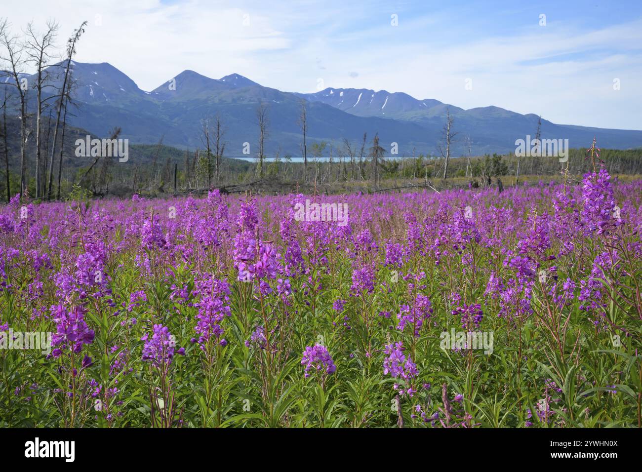 Un vasto prato pieno di fiori viola con montagne e cielo limpido sullo sfondo, Alaska, Stati Uniti, Nord America Foto Stock