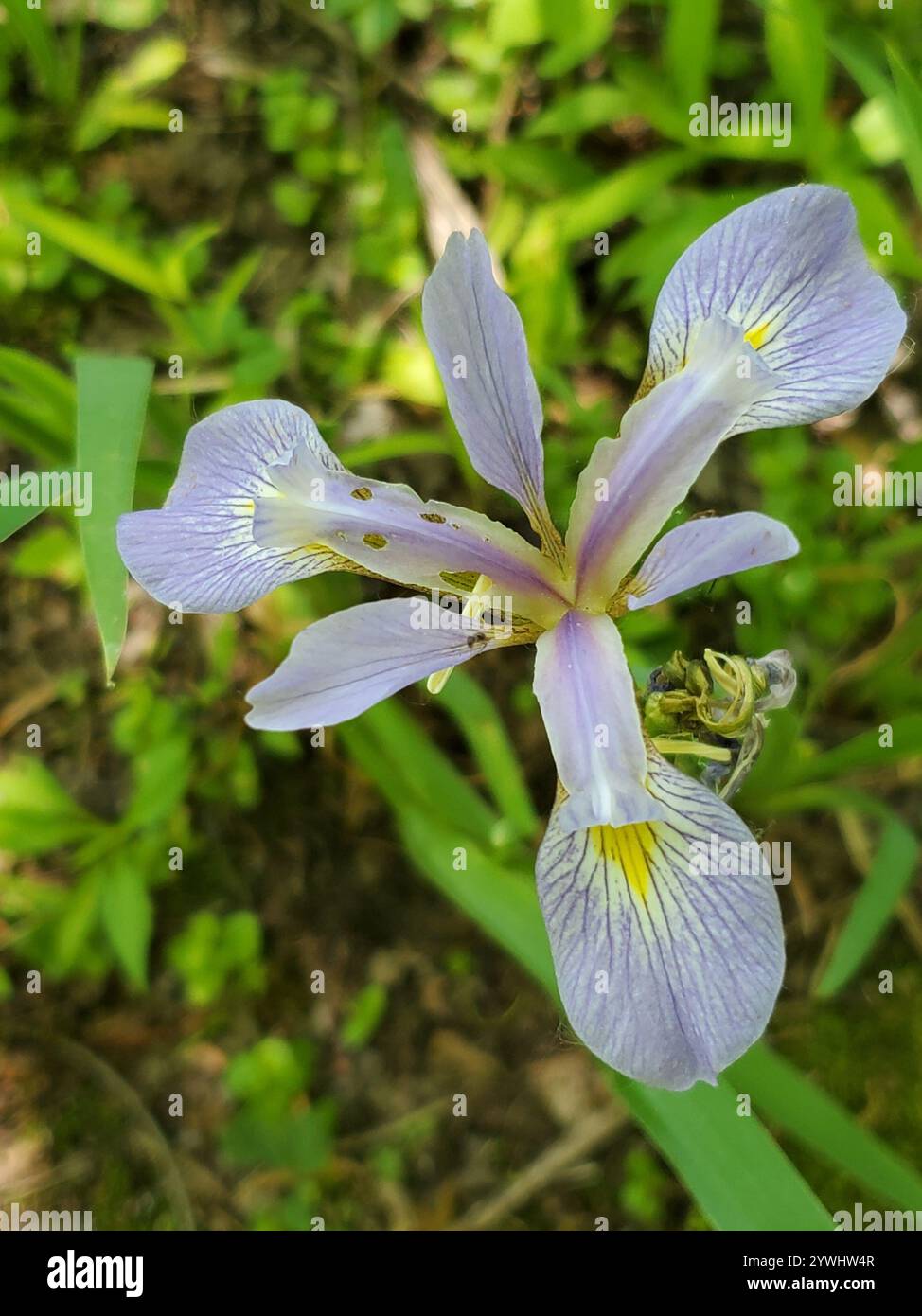 Bandiera blu meridionale (Iris virginica) Foto Stock