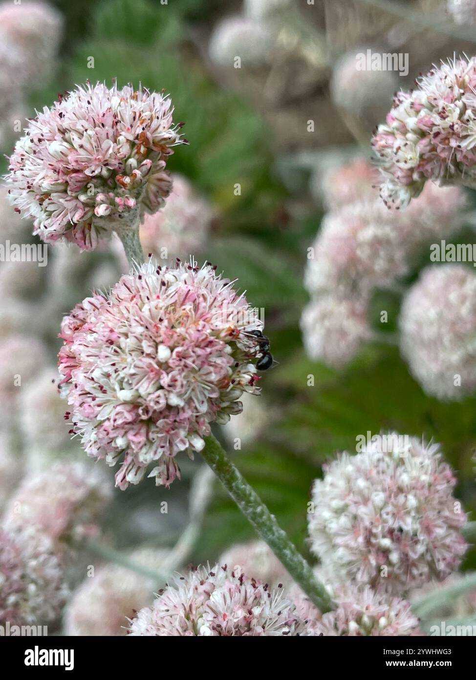 Grano saraceno (Eriogonum latifolium) Foto Stock