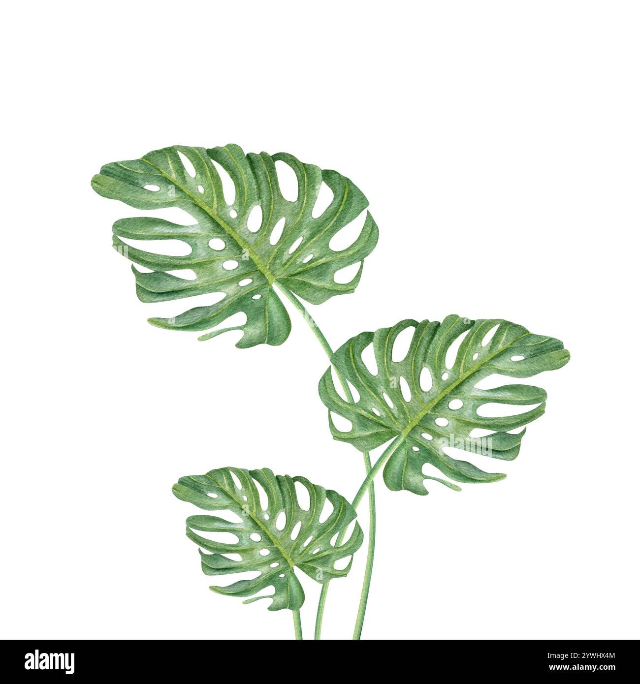 Foglie di monstera verde tropicale con steli curvi, acquerello, clip art. Composizione vegetale superriduttore tropicale per la stampa Foto Stock