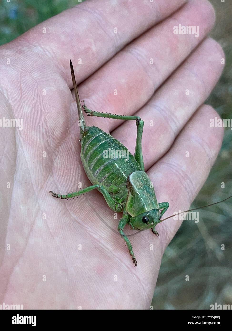 Cricket di Mormon (Anabrus simplex) Foto Stock