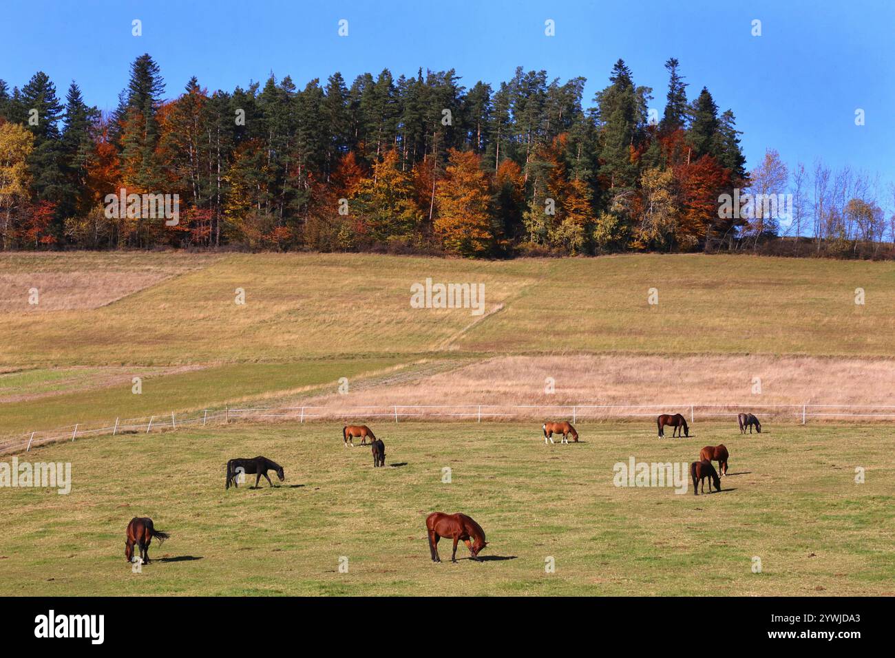 Toporzysko. Malopolska. Polonia. I cavalli pascolano in un pascolo vicino alla foresta. Colori dell'autunno. Foto Stock