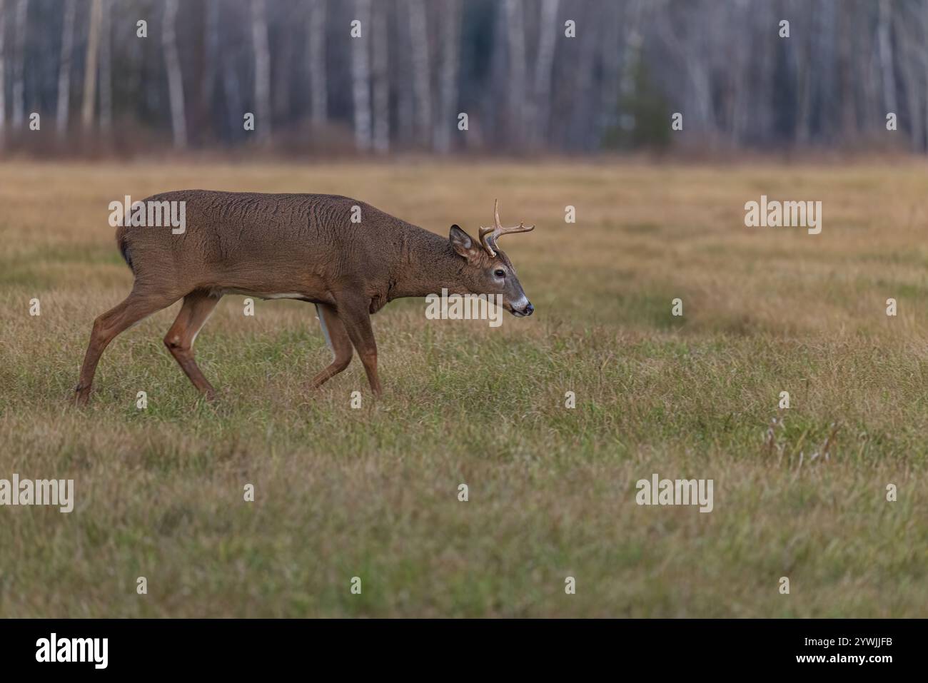 Buck dalla coda bianca con una corna rotta durante la ruggine nel Wisconsin settentrionale. Foto Stock
