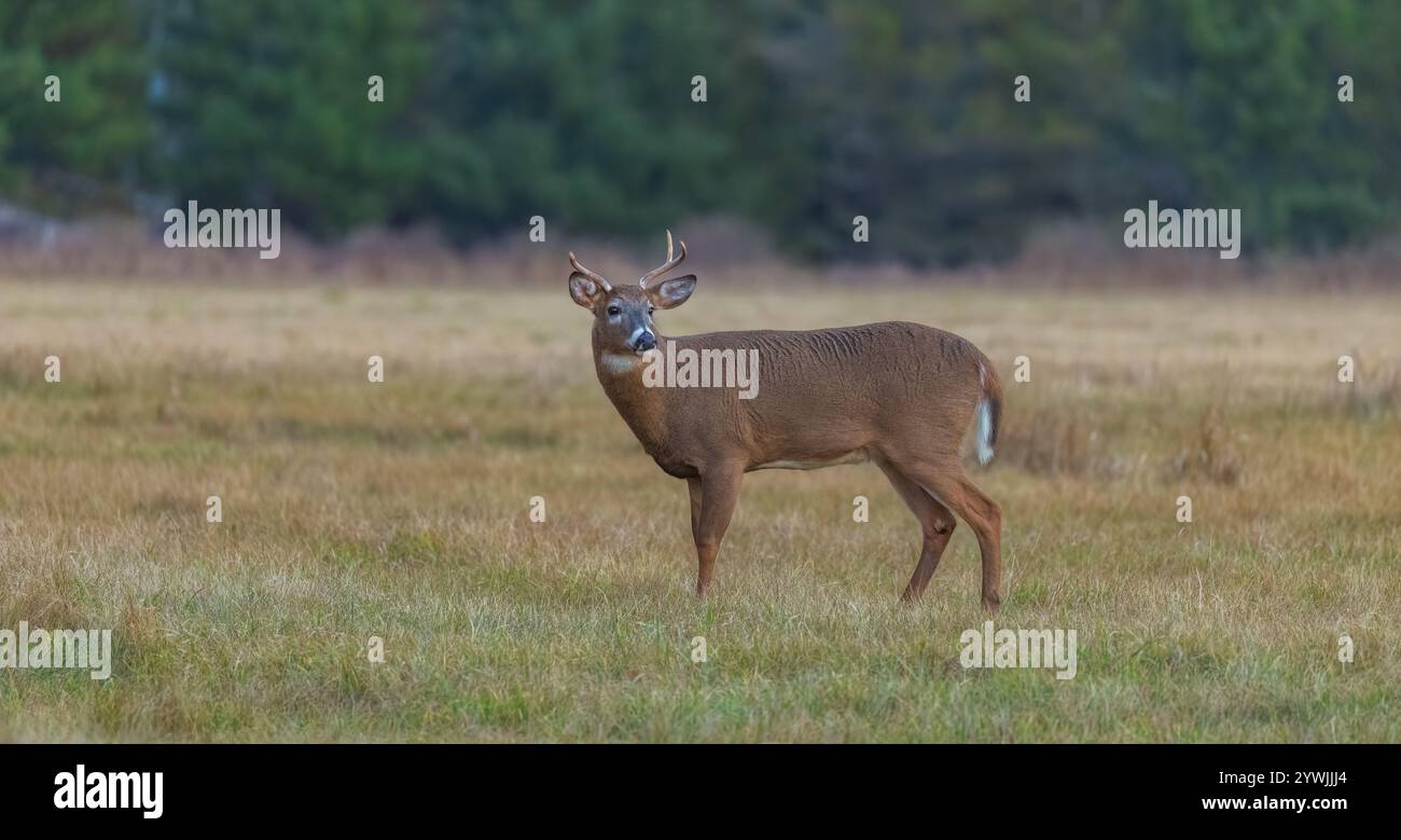 Buck dalla coda bianca con una corna rotta durante la ruggine nel Wisconsin settentrionale. Foto Stock