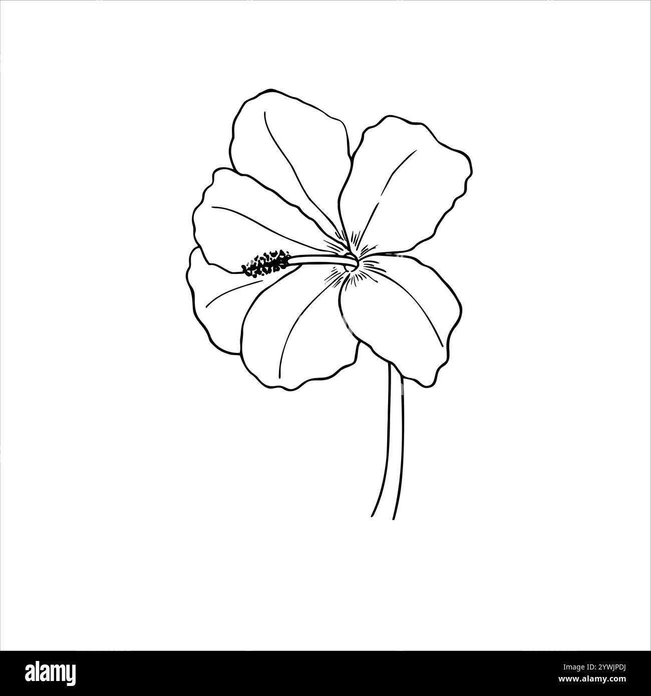 Illustrazione isolata con vettore di silhouette di ibisco in fiore tropicale. Disegno in linea monocromatico Flower on STEM. Elemento floreale per biglietti d'auguri Illustrazione Vettoriale
