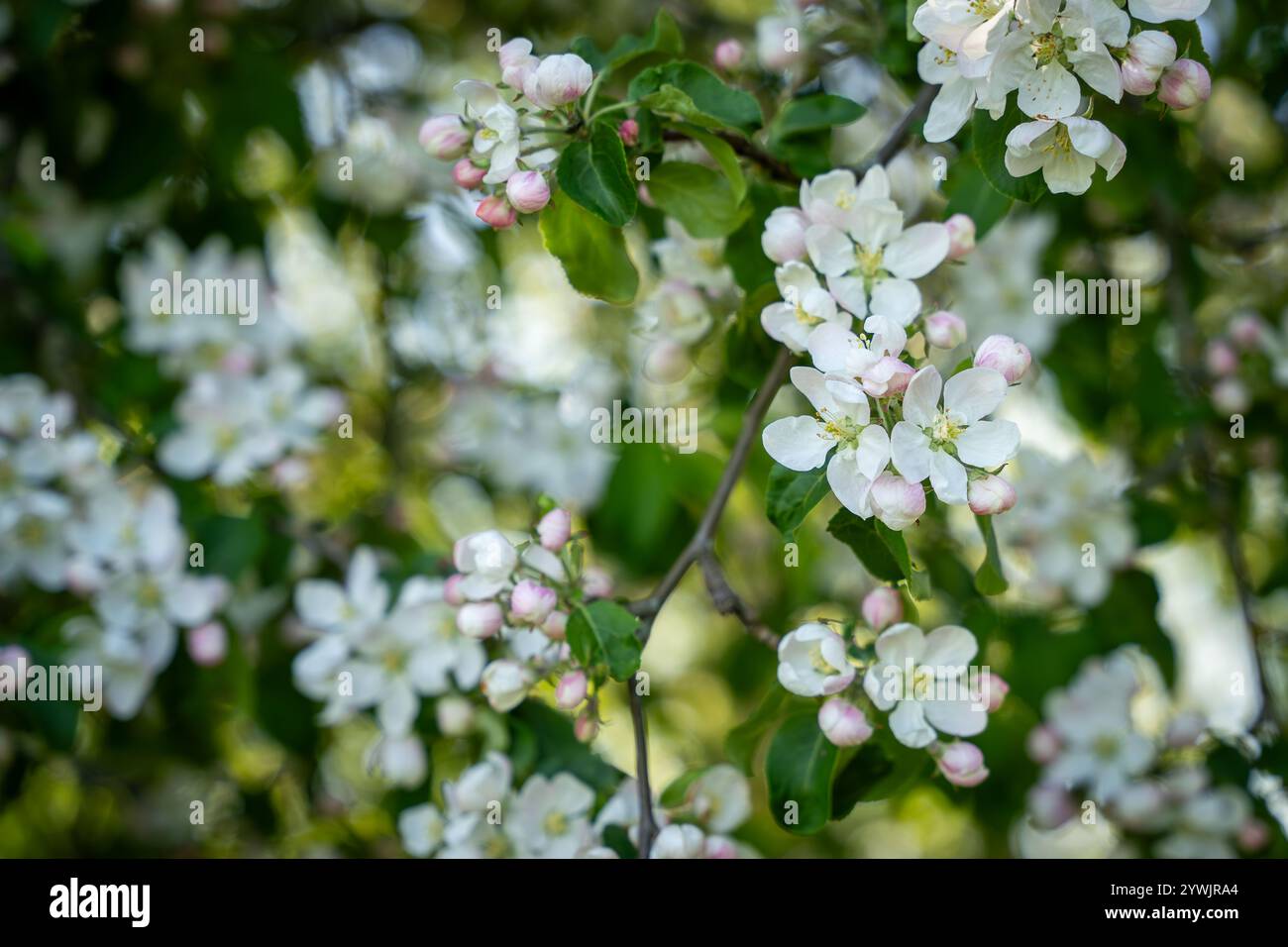 La mela di granchio (Malus sylvestris) fiorisce in primavera in un bosco. Primo piano della fioritura bianca di un melo di granchio (Malus sylvestris). Foto Stock