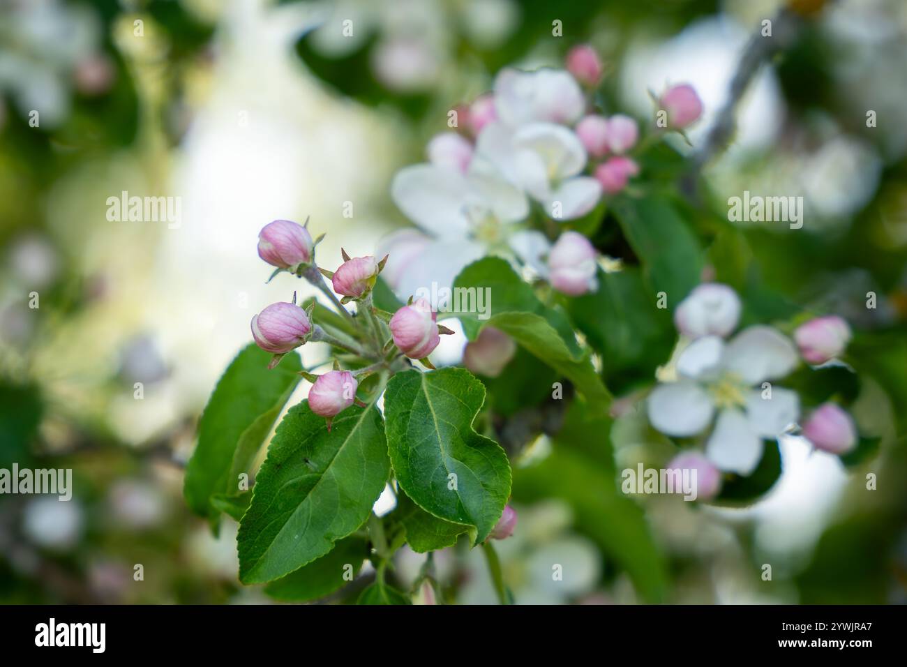 La mela di granchio (Malus sylvestris) fiorisce in primavera in un bosco. Primo piano della fioritura bianca di un melo di granchio (Malus sylvestris). Foto Stock
