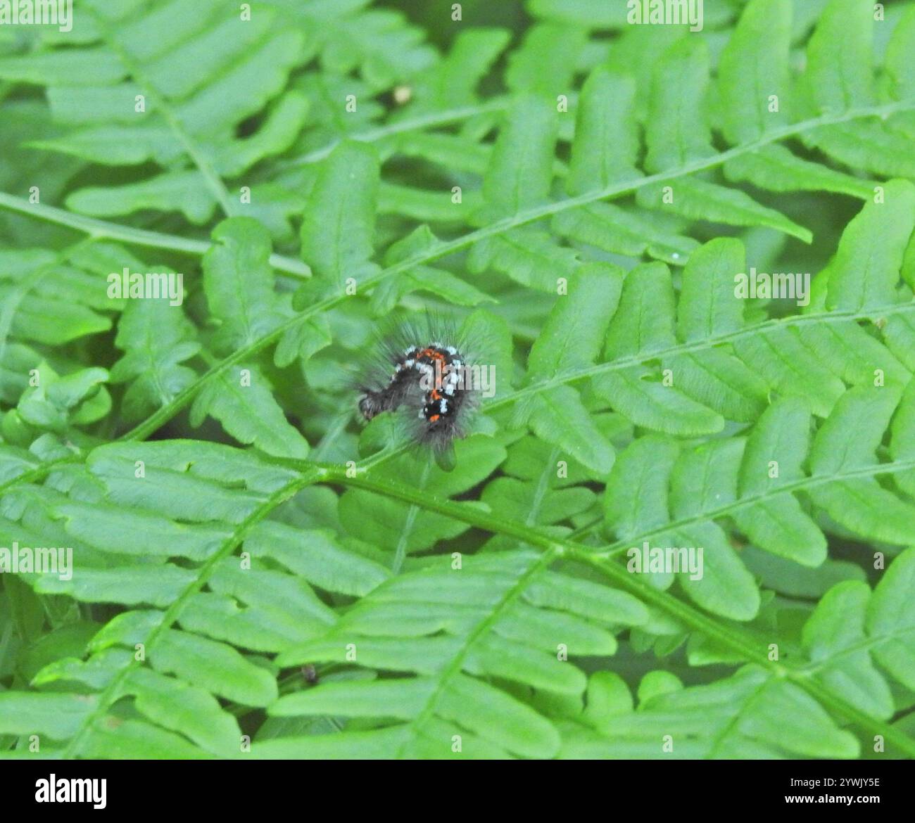 Swan Moth (Sphrageidus similis) Foto Stock