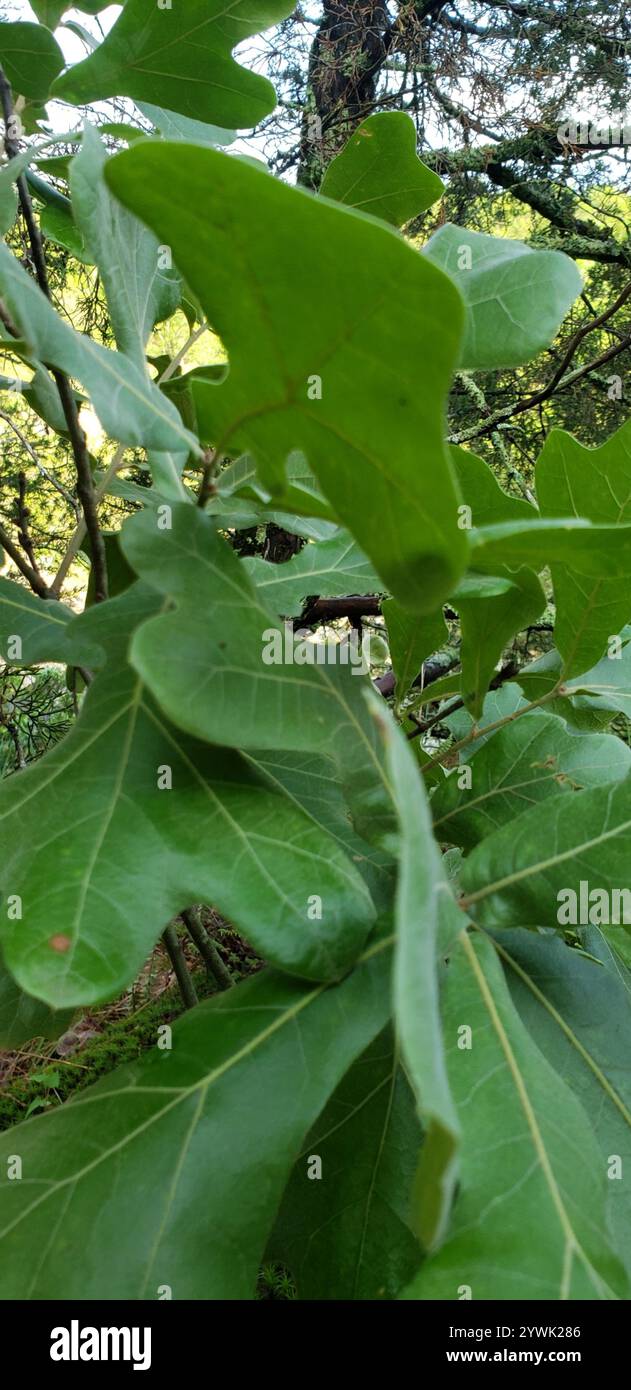 Quercia (Quercus stellata) Foto Stock