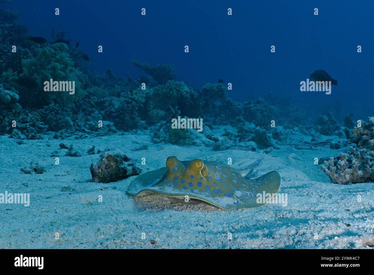 Limma di Taeniura: Purea maculata blu Foto Stock