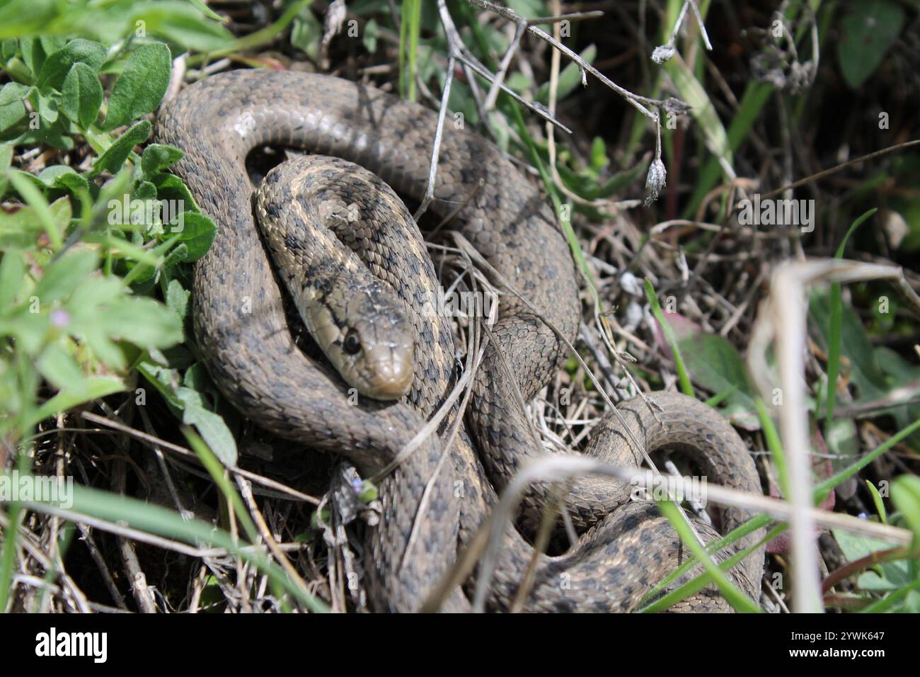 Serpente giarrettiera terrestre occidentale (Thamnophis elegans) Foto Stock