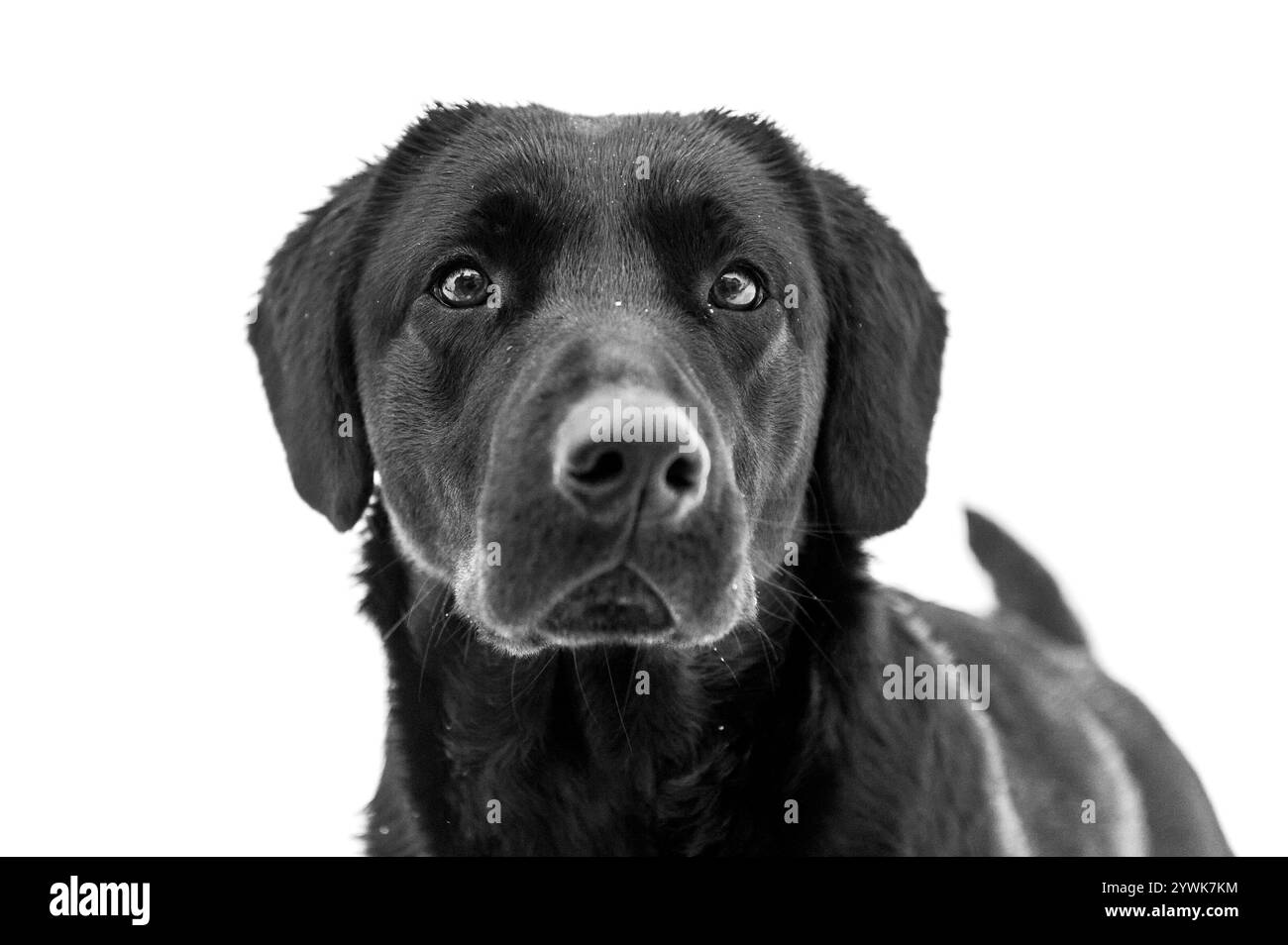 Black Labrador Retriever. Ritratto cane su sfondo bianco. Foto Stock