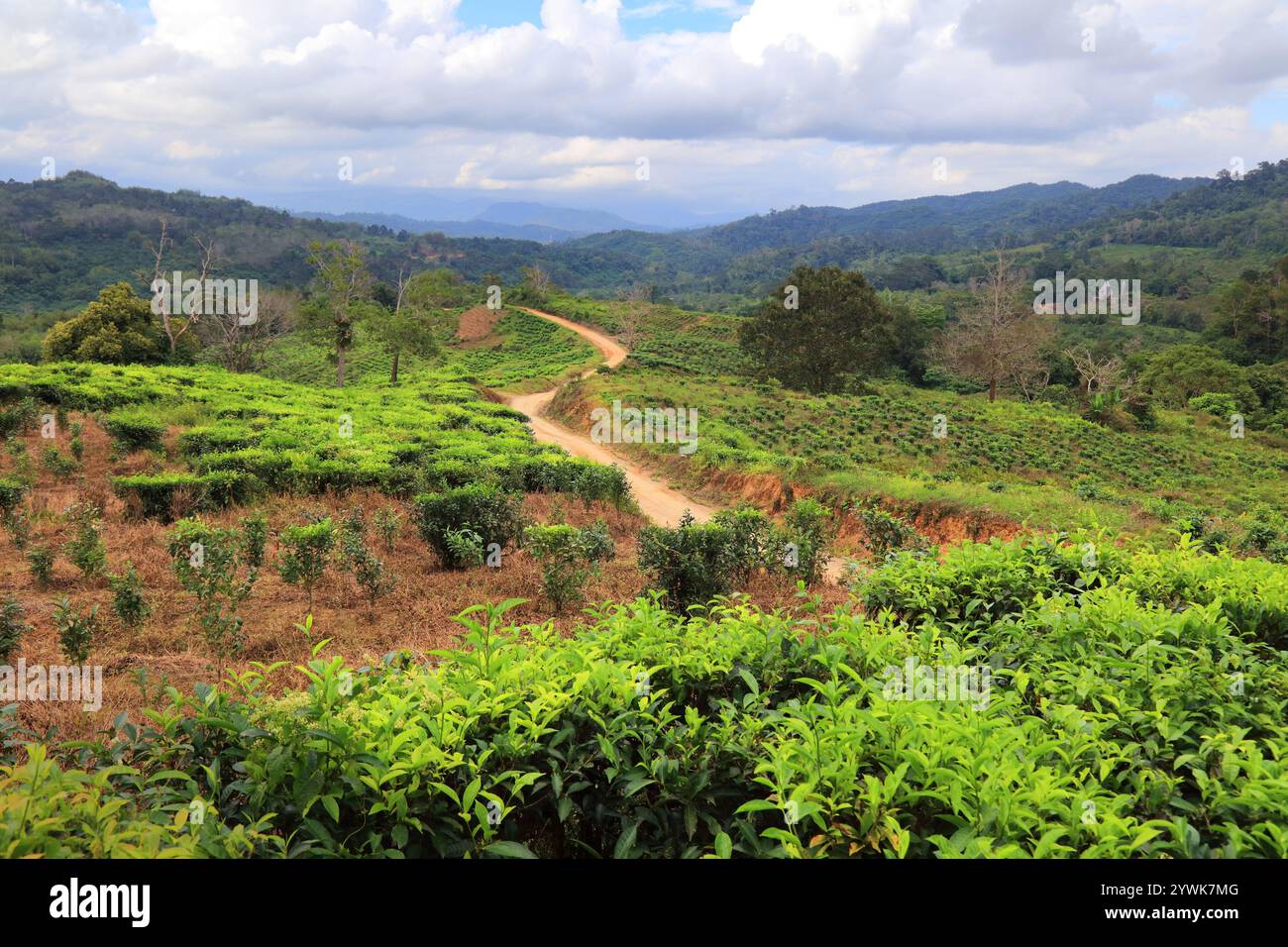 Campi di piantagione di tè Sabah e una strada sterrata locale in Malesia. Sabah, regione del Borneo. Foto Stock