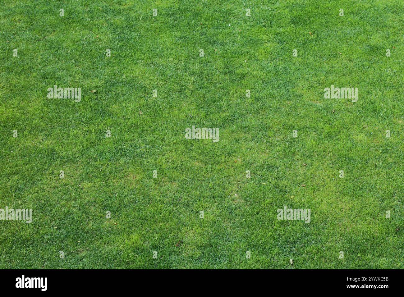 Sfondo erba rifilata. Prato verde perfetto per il parco cittadino. Foto Stock