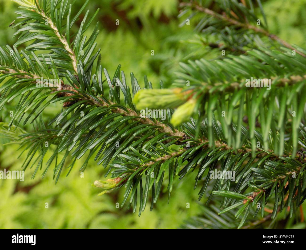 Abete siberiano (Abies sibirica) Foto Stock