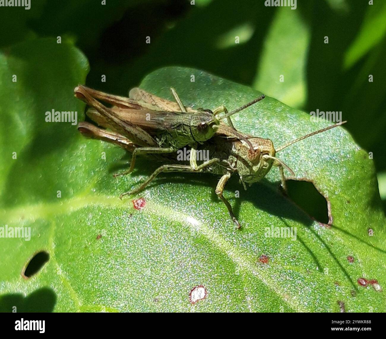 Grasshopper locomotiva (Chorthippus apricarius) Foto Stock