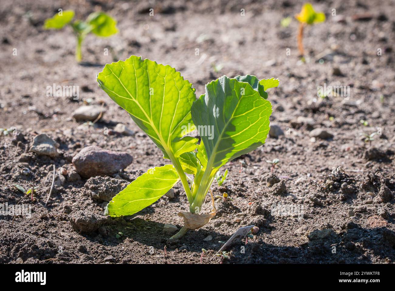 Young Cabbage Plant nel suolo. Una fresca pianta di cavolo giovane che germoglia in terreno fertile. Agricoltura e crescita sostenibili. Foto Stock