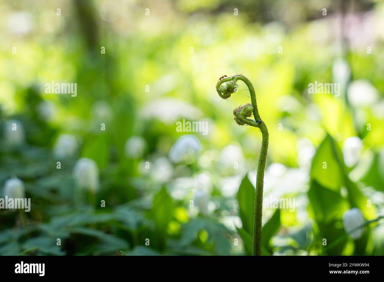 Germoglio a spirale di felce di rovere comune (Gymnocarpium dryopteris). Primo piano di una giovane felce verde cresce in una foresta all'inizio della primavera. Foto Stock