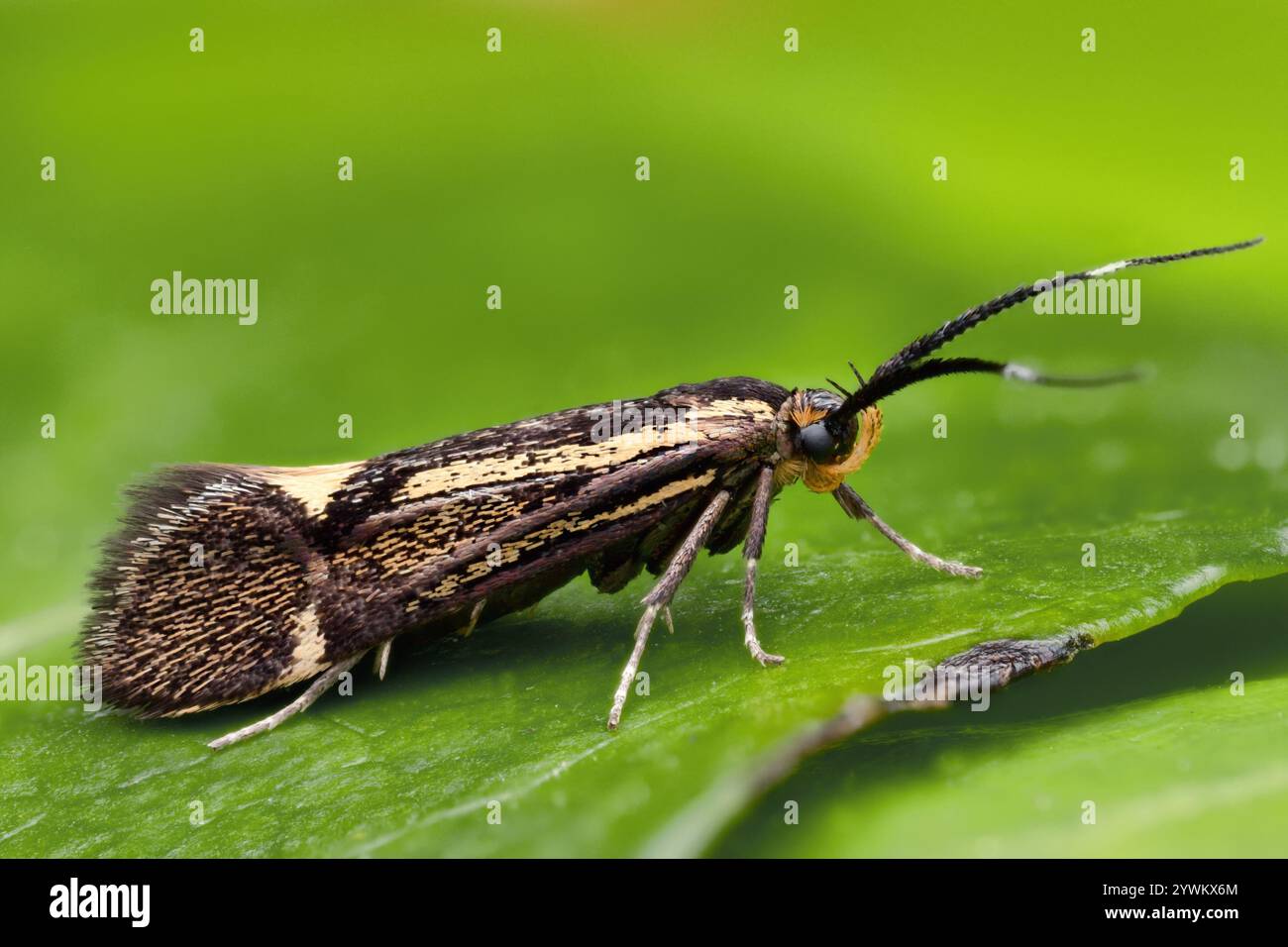 La falena Esperia sulfurella è a riposo sulla foglia di edera. Tipperary, Irlanda Foto Stock