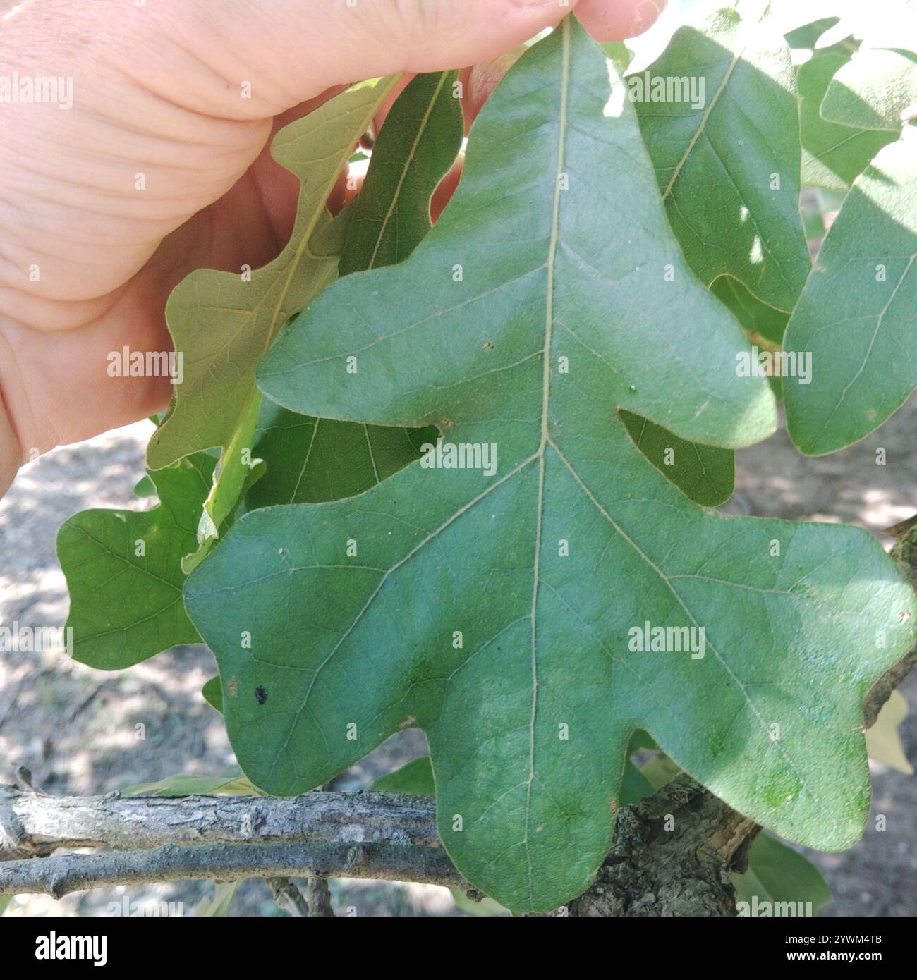 Quercia (Quercus stellata) Foto Stock