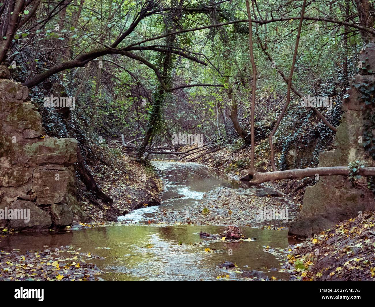 Autunno natura verdure naturali ottobre novembre Foto Stock