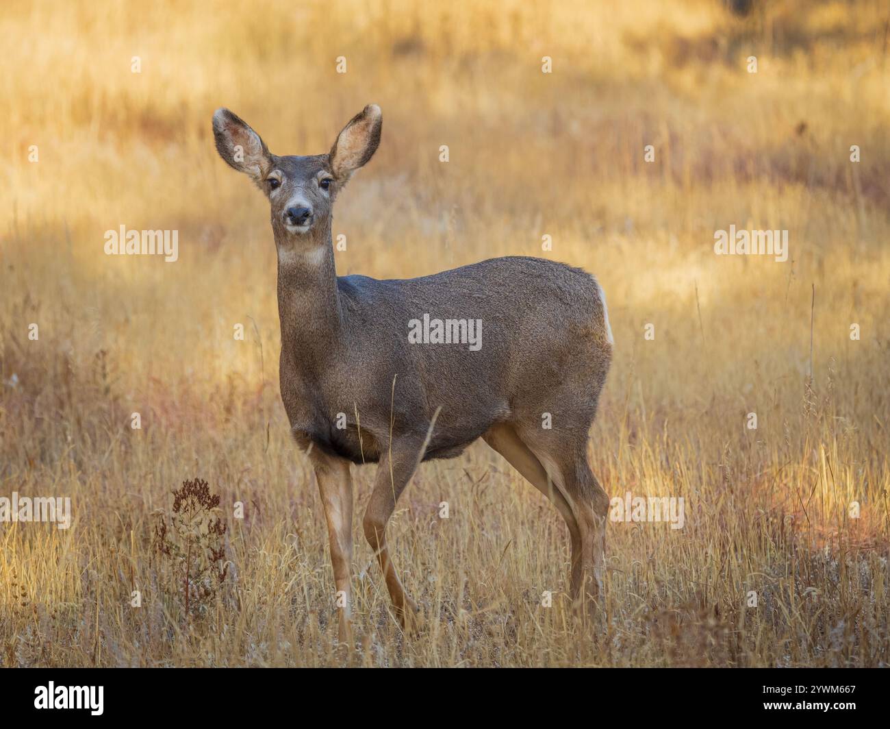 i cervi muli si trovano in un prato erboso in autunno Foto Stock