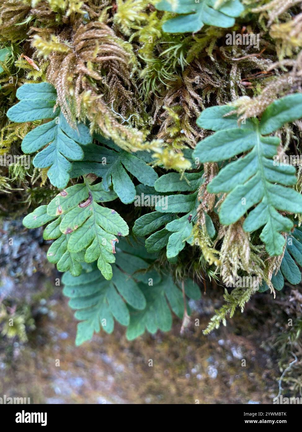 Felce di liquirizia (Polypodium glycyrrhiza) Foto Stock