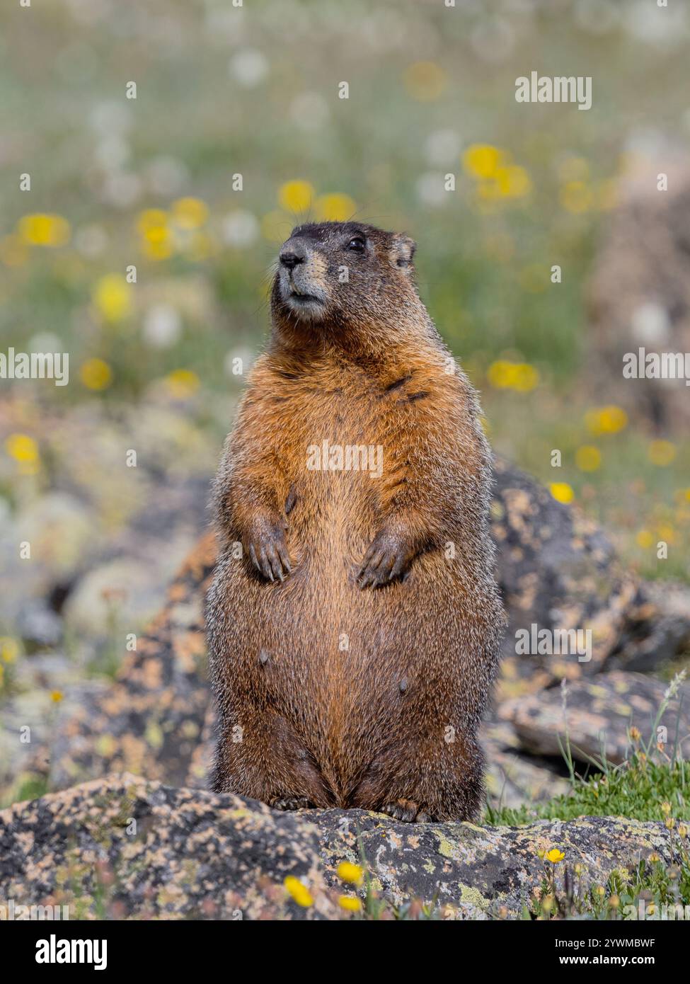 grande marmotta nell'alta montagna circondata da fiori selvatici Foto Stock