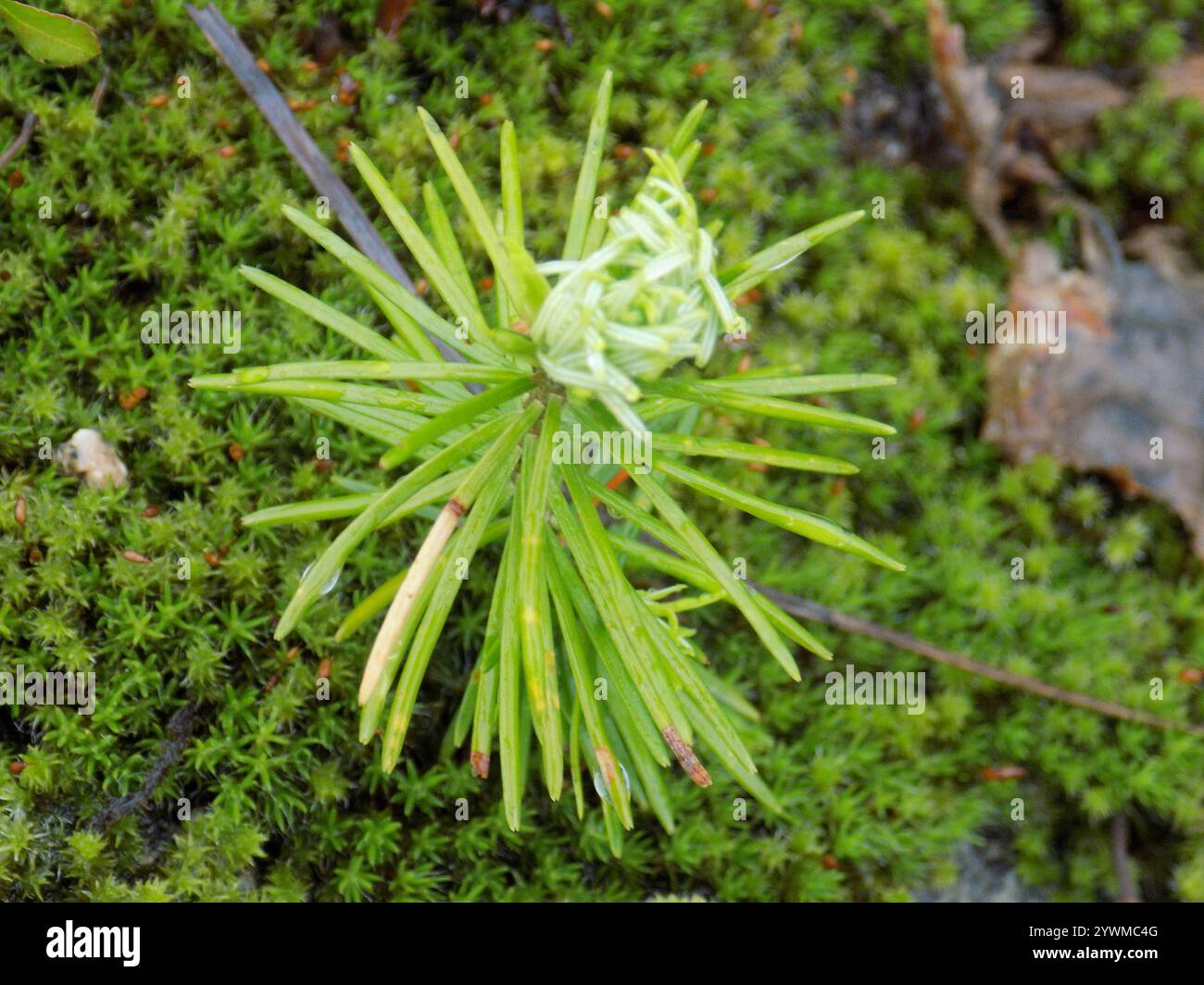Abete siberiano (Abies sibirica) Foto Stock