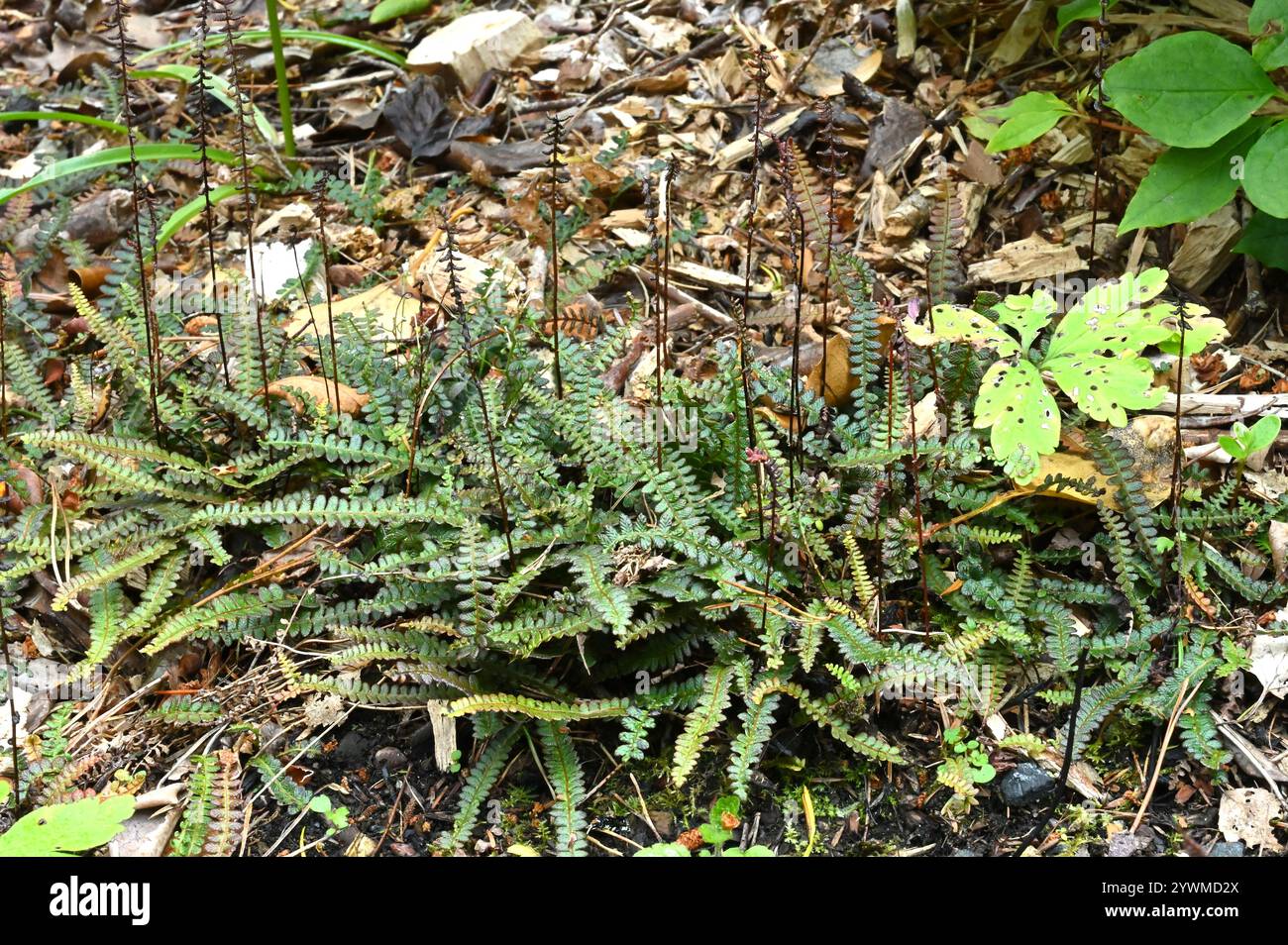 Delicato fogliame di Blechnum penna-marina o felce dura antartica nel giardino del Regno Unito luglio Foto Stock