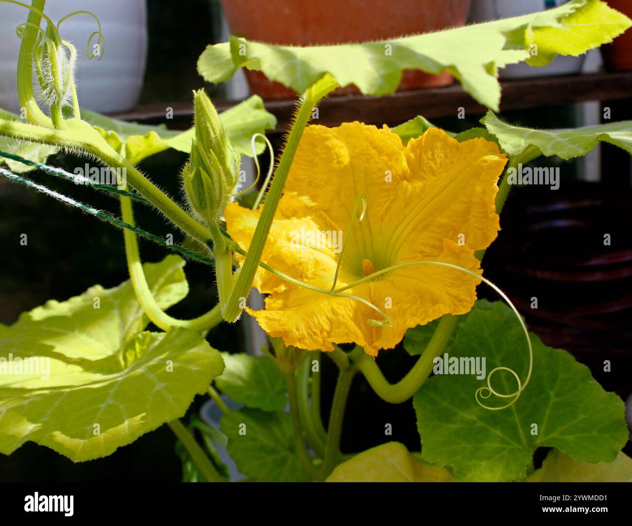 Fiori gialli della pianta Butternut squash Foto Stock