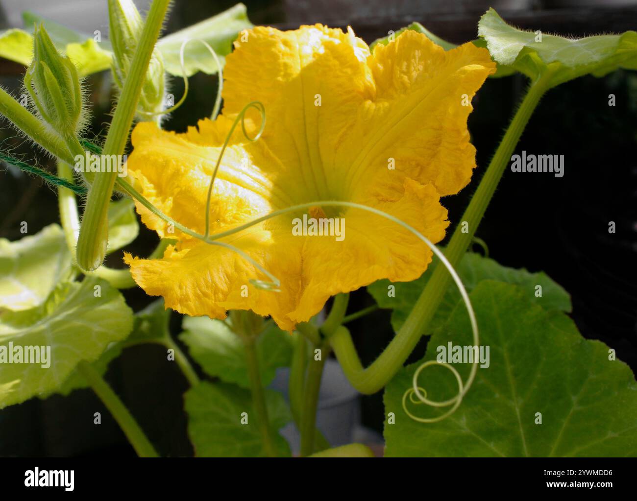 Fiori gialli della pianta Butternut squash Foto Stock