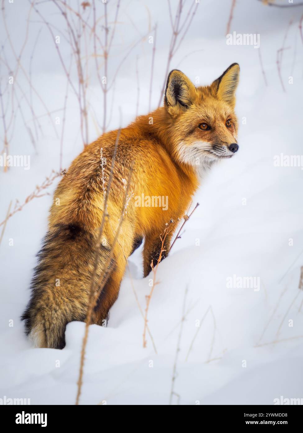 volpe rossa nella neve d'inverno Foto Stock
