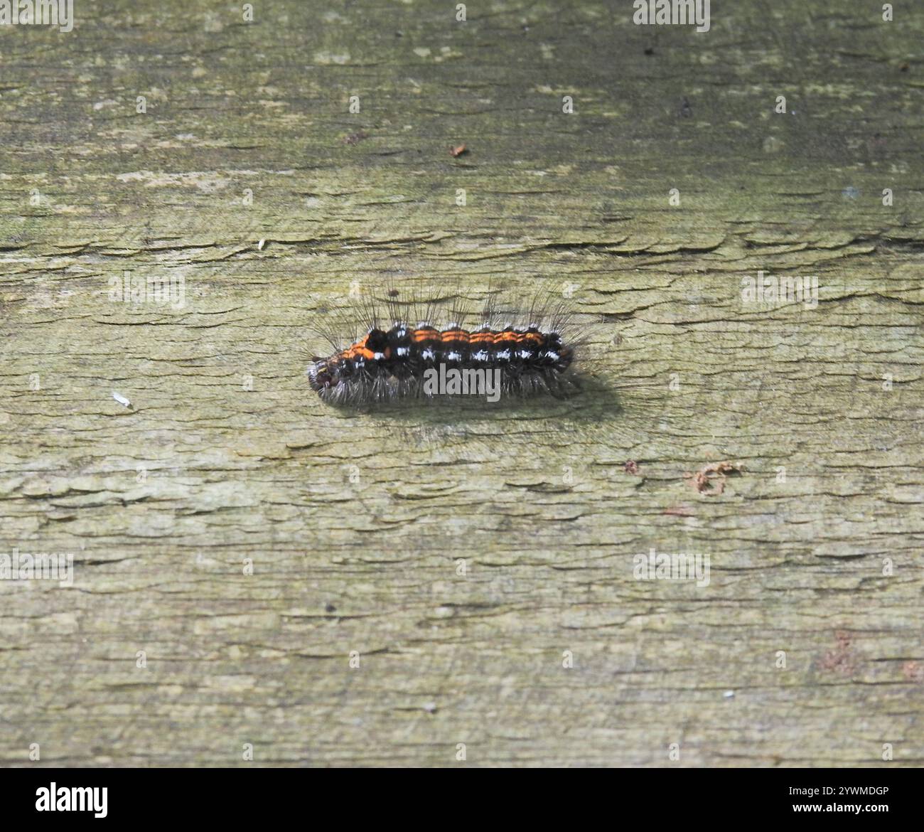 Swan Moth (Sphrageidus similis) Foto Stock