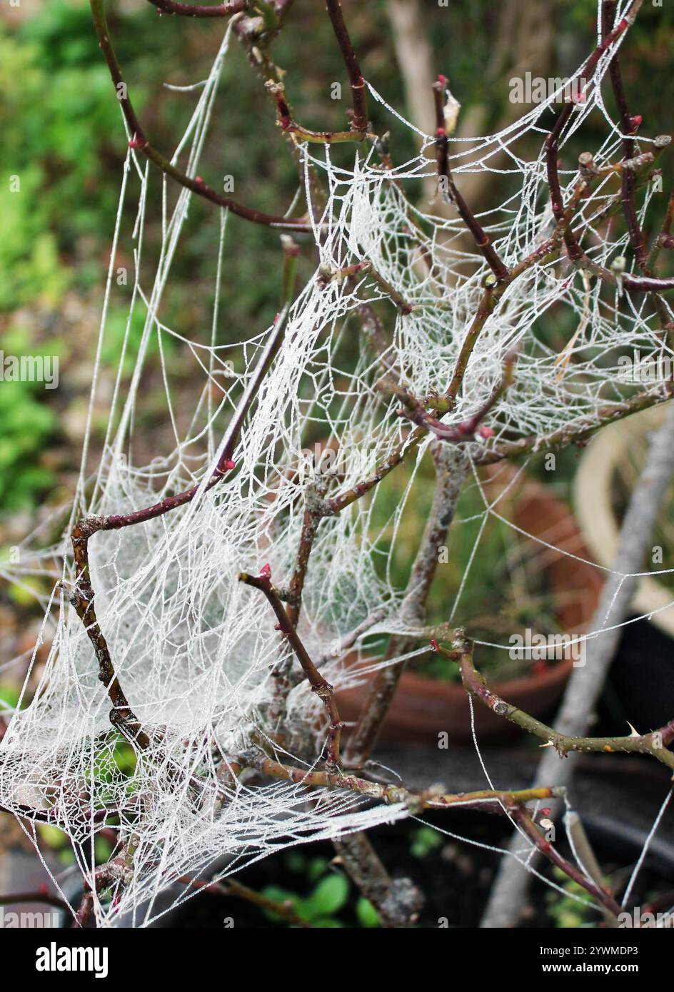 Fitta rete invernale ghiacciata tra i rami del giardino Foto Stock