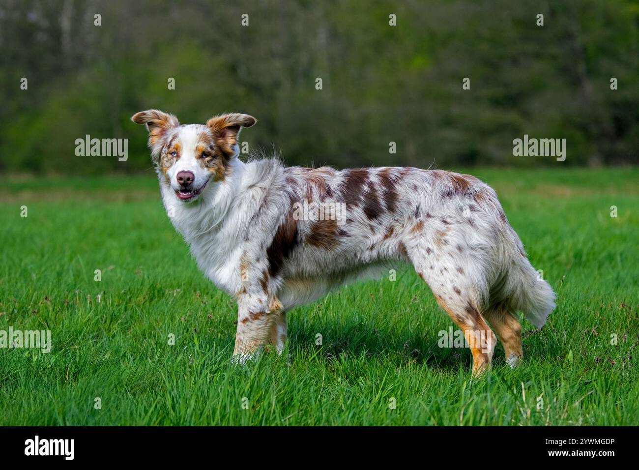 Pastore australiano / Aussie, razza di cane da allevamento degli Stati Uniti nel prato Foto Stock