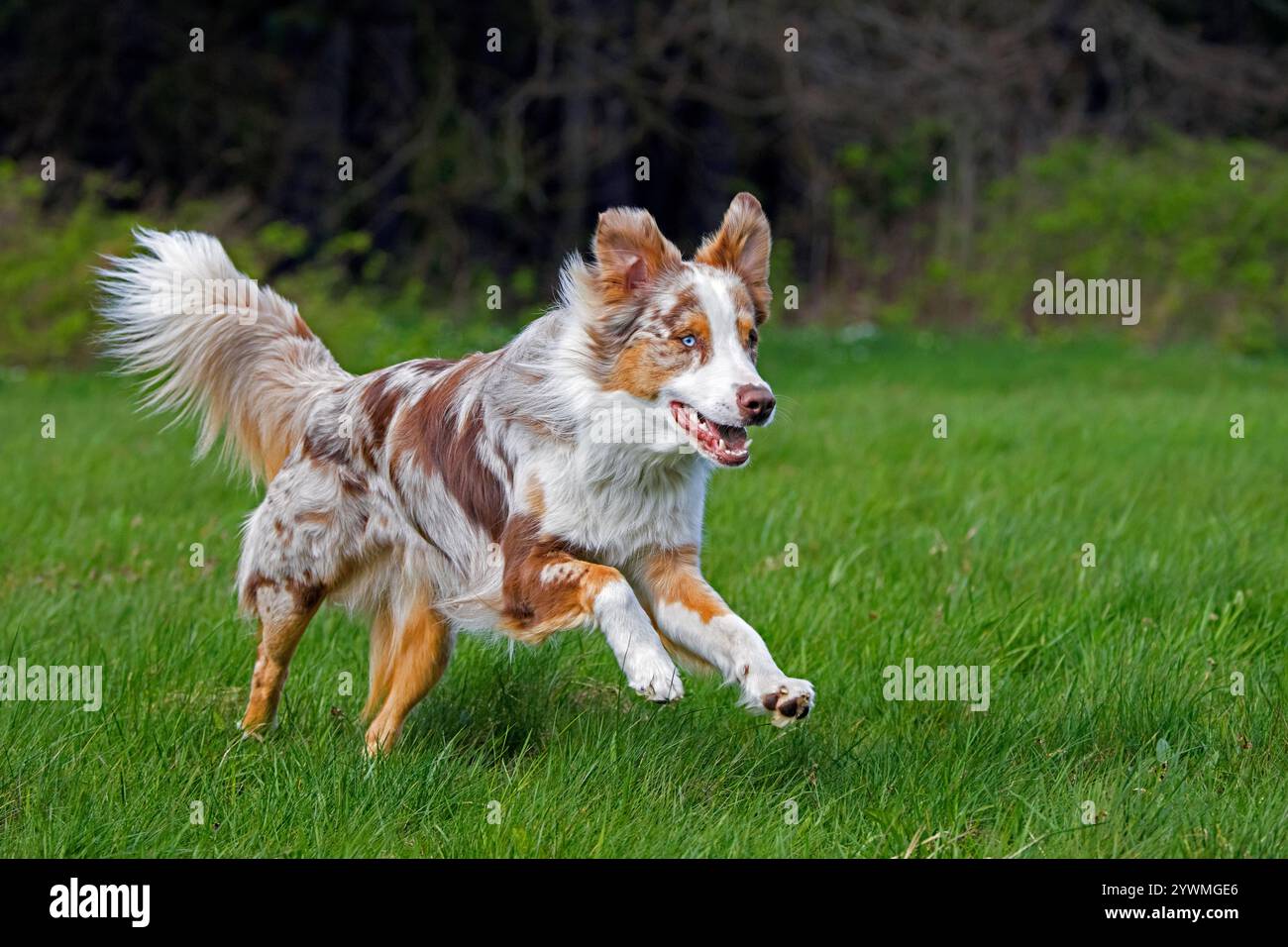 Pastore australiano / Aussie, razza di cane da allevamento degli Stati Uniti che corre nel prato Foto Stock