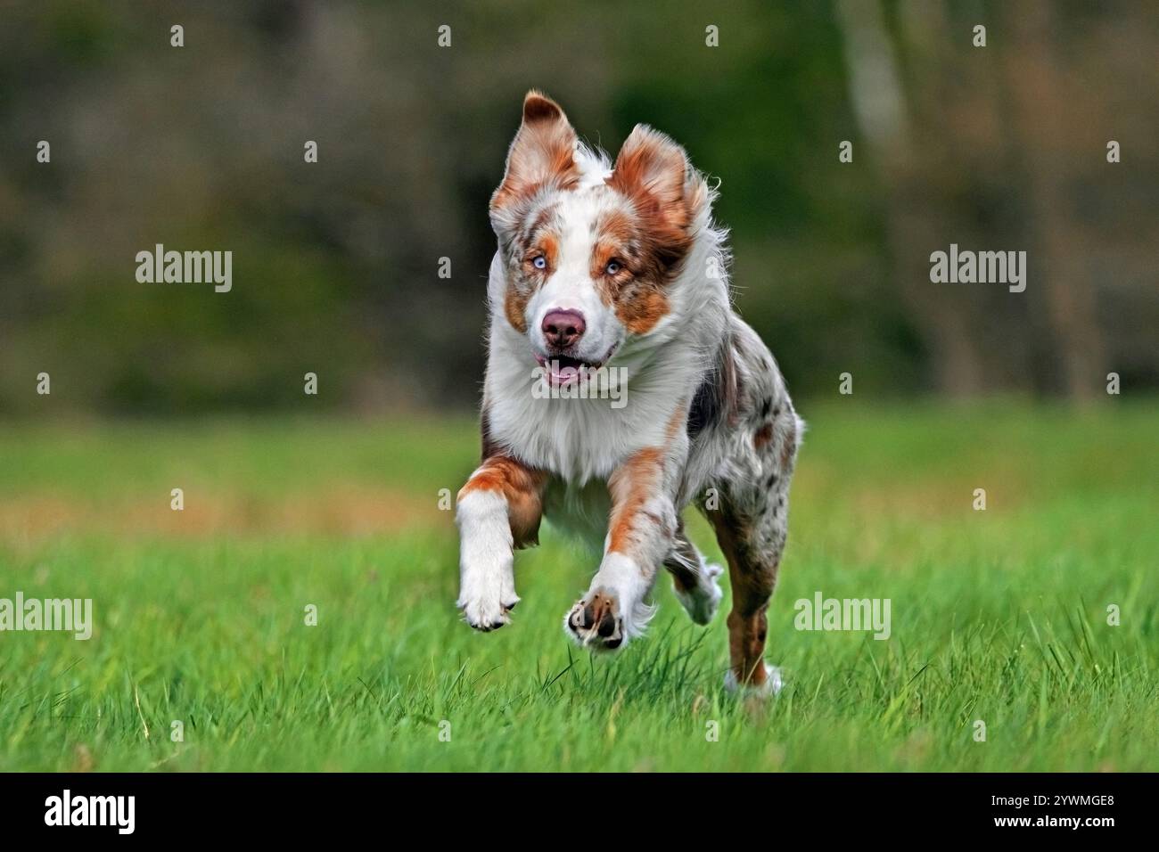 Pastore australiano / Aussie, razza di cane da allevamento degli Stati Uniti che corre nel prato Foto Stock